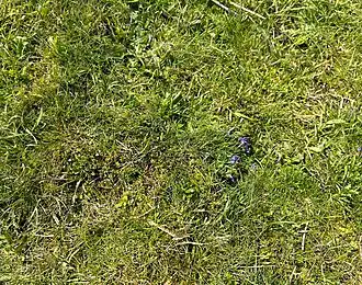 Close-up van vermossing en vergrassing in de associatie van vetkruid en tijm