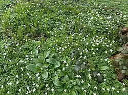 Close-up van de kruidlaag