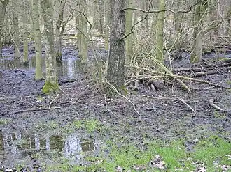 Vernatting van het Hulkesteinse Bos