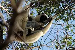 Verreauxsifaka (Propithecus verreauxi)