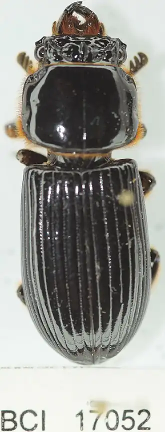 Verres sternbergianus