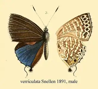 Sinthusa verriculata