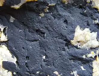 Zwarte zeestippelkorst