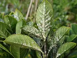 Lecanicillium lecanii op Coccus viridis op Morinda citrifolia