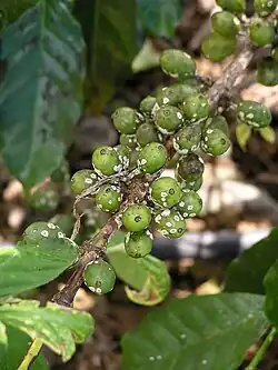 Lecanicillium lecanii op Coccus viridis op Coffea arabica