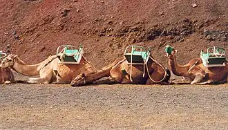 Het transportmiddel in Timanfaya