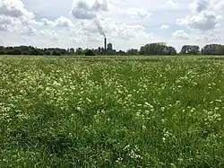 Verruiging met fluitenkruid in een hooiland van de glanshaver-orde (door eutrofiëring)