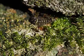 Geelpootlangsprietmier