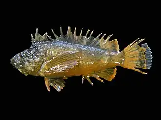 Vespicula trachinoides