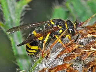 Ancistrocerus longispinosus