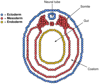 Embryo van een gewervelde. Gut=oerdarm.