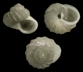 Vetulonia paucivaricosa
