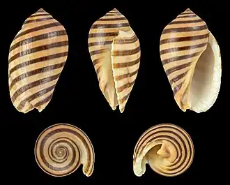 Vexilla vexillum