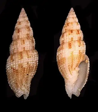 Vexillum acupictum