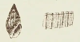 Vexillum aethiopicum