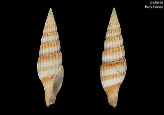 Vexillum alvinobalani
