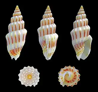 Vexillum exasperatum