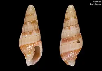 Vexillum fuscobandatum