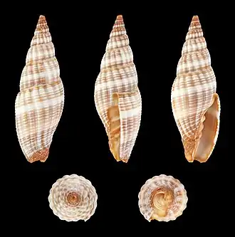 Vexillum granosum