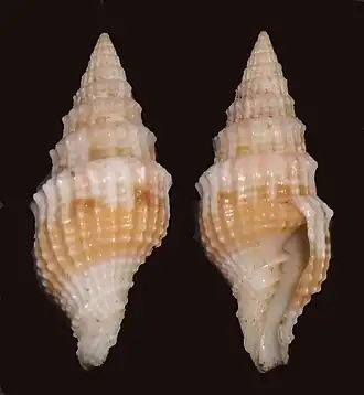 Vexillum potieri