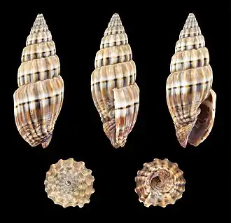 Vexillum semifasciatum