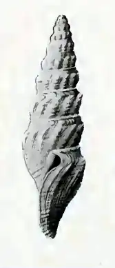 Vexitomina coriorudis