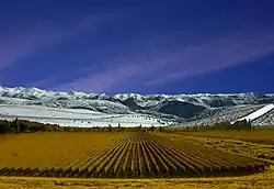 Vlakke wijngaard. Wijngaarden hebben geen hellingen nodig als de stand van de zon gunstig genoeg is. Voorbeeld: Mendoza in Argentinië.