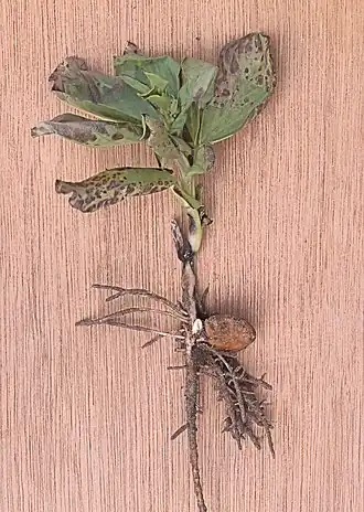 Bladvlekkenziekte Cercospora zonata