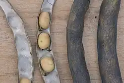 Rijpe veldbonen (boon: 11 × 9&nbsp;mm)