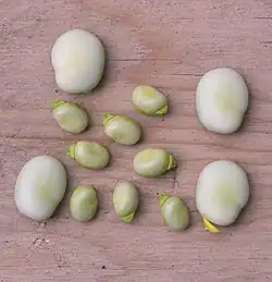 Tuinbonen met veldbonen (tuinboon:22 × 17&nbsp;mm, veldboon:14 × 10&nbsp;mm)