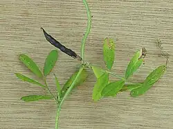 Peul met stengel en bladeren