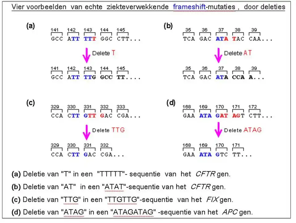 Vier voorbeelden van frameshiftmutatie