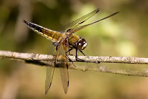 Viervlek ♂ (Libellula quadrimaculata)