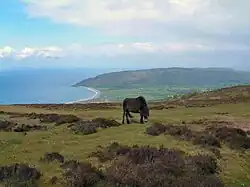Exmoorpony in Exmoor.