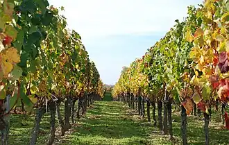 Wijngaarden in de herfst