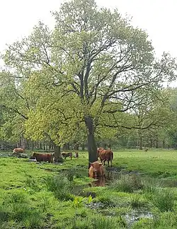 Schotse hooglanders in de Vijftig Bunder