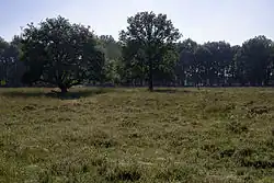 Deel van het heideveld