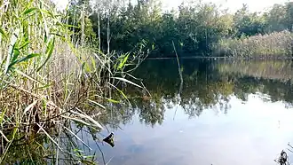 Vijver in de Wilders Duintjes