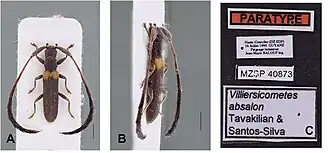 Villiersicometes absalom