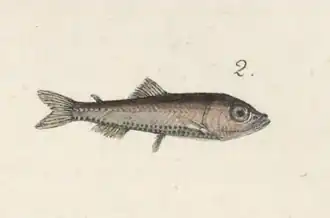 Vinciguerria poweriae