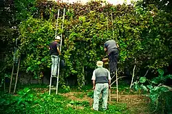 Hoogstamwijngaard. De wijnstok is een klimplant. Hier in de Vinho Verde, in Portugal, krijgen ze van oudsher deze kans. Bomen, hekken en zelfs telefoonpalen worden hiervoor aangewend. Hierdoor blijft er op de grond ruimte over voor het verbouwen van bijvoorbeeld groenten.