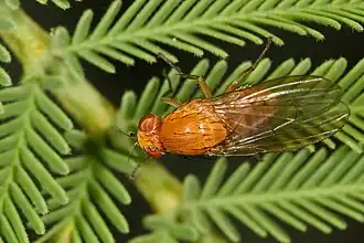 Drosophila victoria