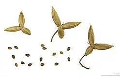 Zaden en lege vruchten