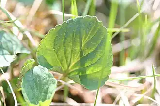 Bleeksporig bosviooltje