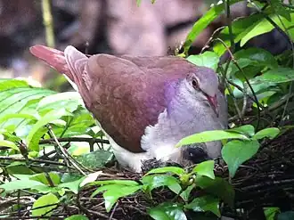 Bisschopskwartelduif