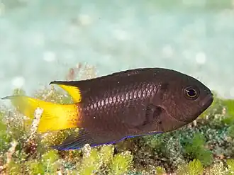 Neopomacentrus violascens