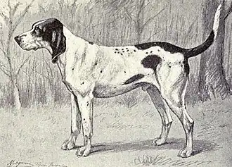 Grand Gascon saintongeois