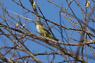Geelgroene vireo