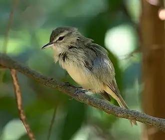 Noronhavireo