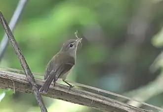 Puertoricaanse vireo